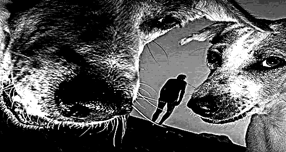 two dogs