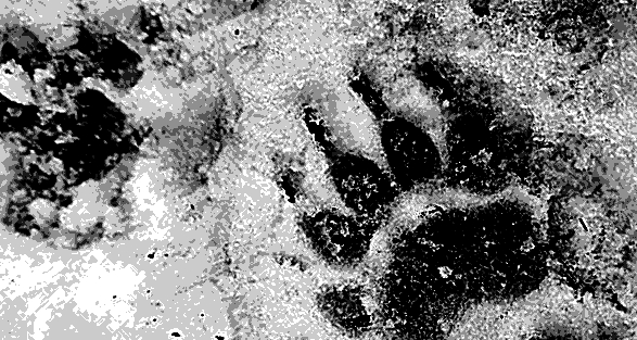 pawprint in snow